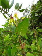 Image of Oxypetalum banksii Schult.