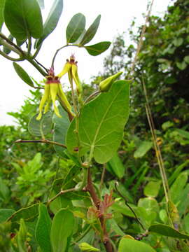 Image of Oxypetalum banksii Schult.