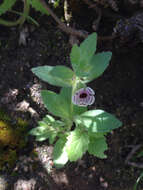 Image of calico monkeyflower