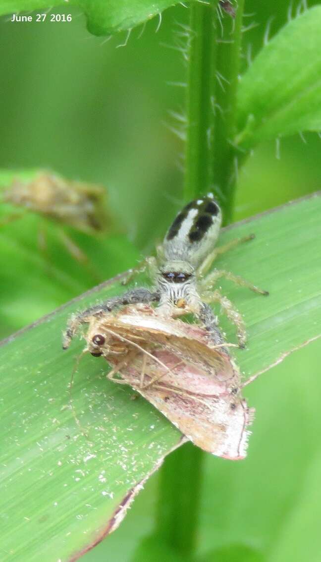 Image of Mendoza pulchra (Prószyński 1981)