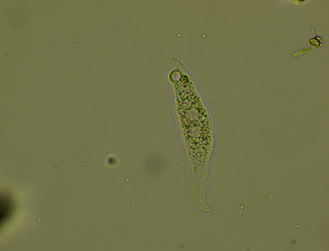 Image of Loxophyllum helus