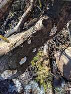 Image of Trametes hirsuta (Wulfen) Lloyd 1924