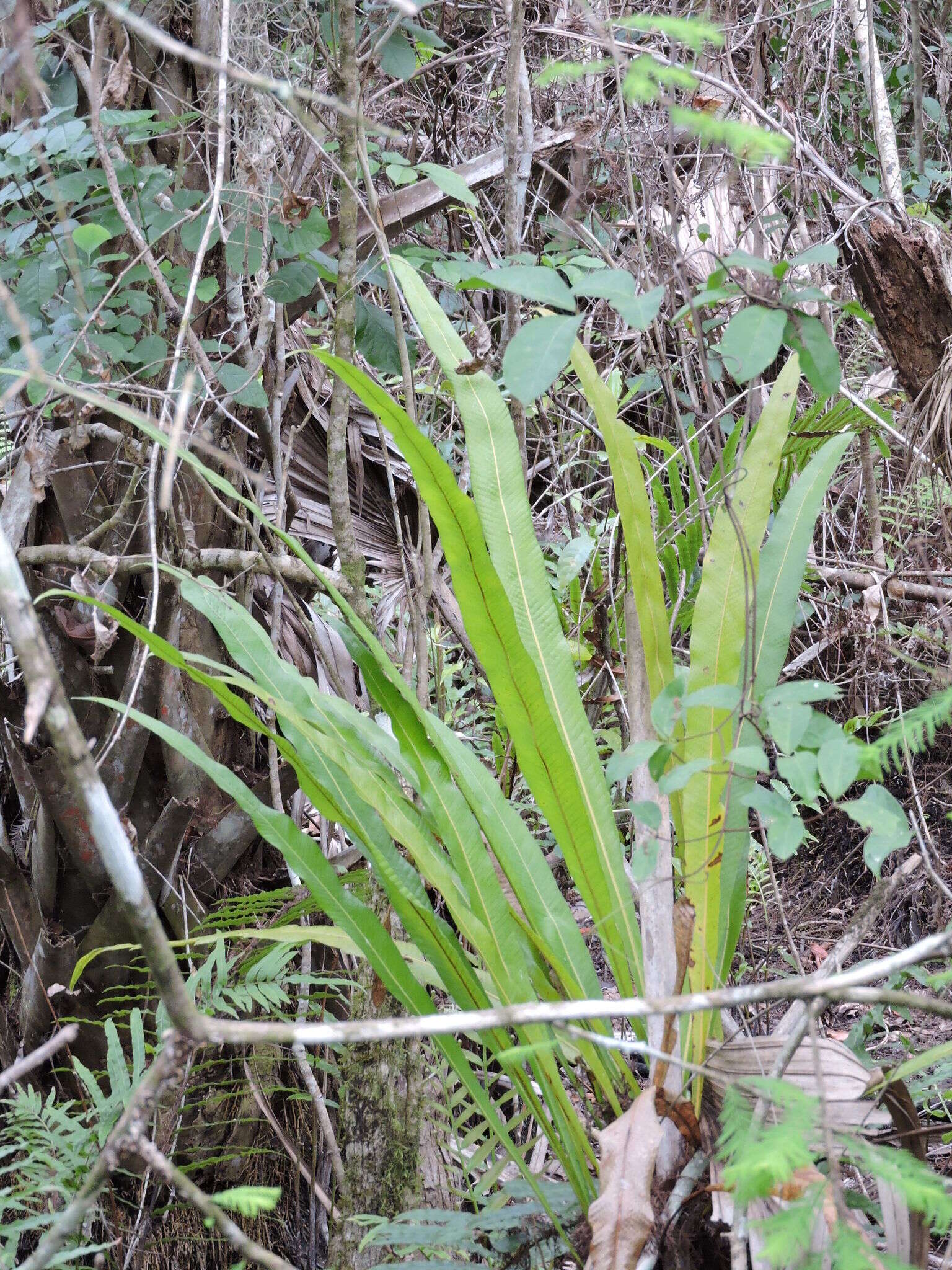 Image of long strapfern