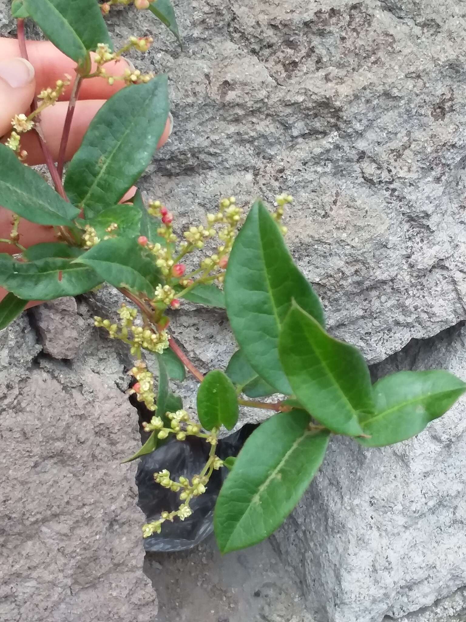 Image de Muehlenbeckia tamnifolia (Kunth) Meisn.