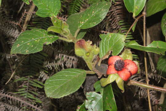 Image of Drymonia alloplectoides Hanst.