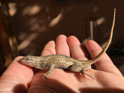 Image of Sceloporus tristichus Cope 1875