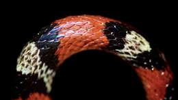 Image of Florida Scarlet Snake