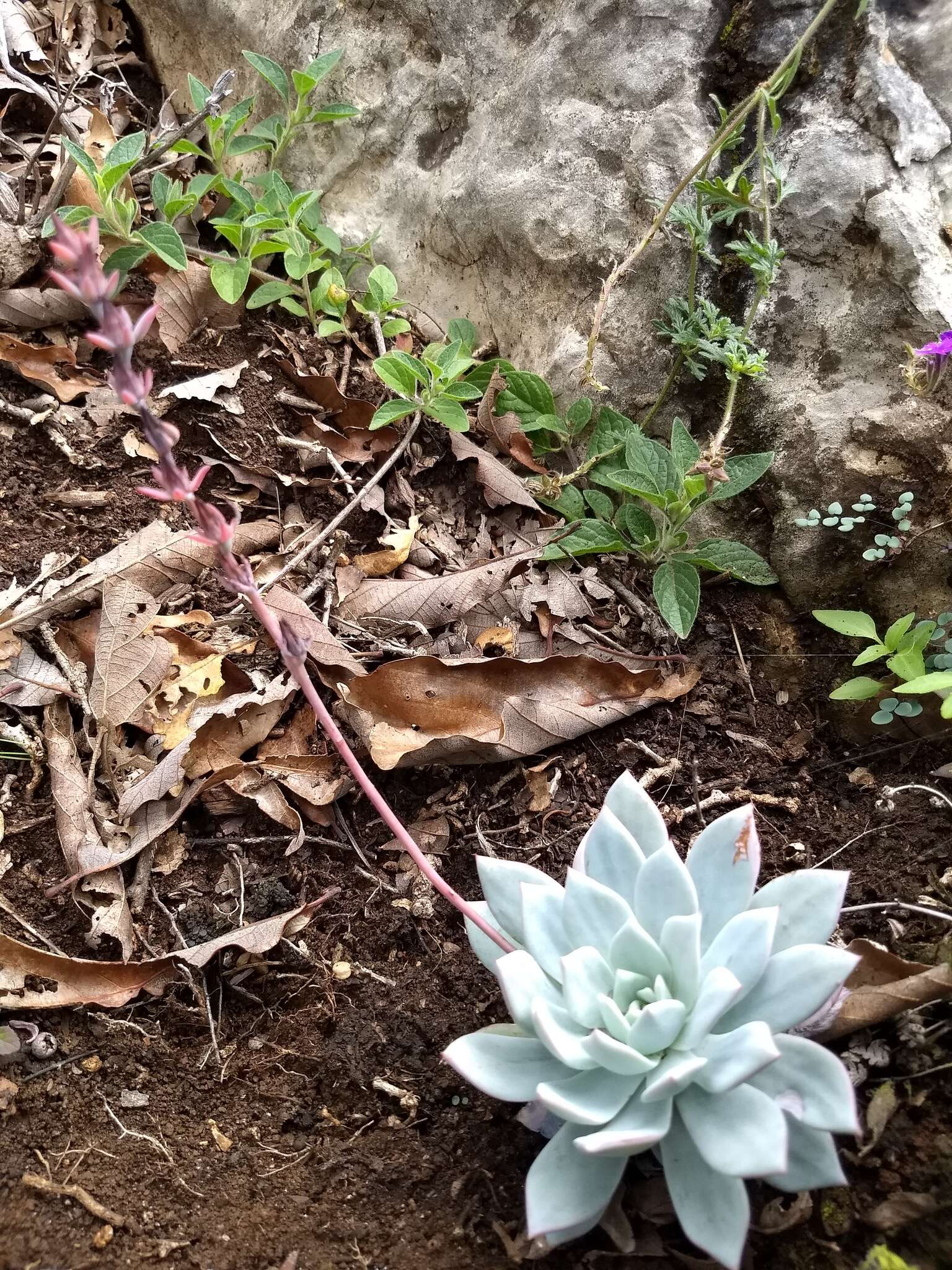 Image of Echeveria peacockii Croucher