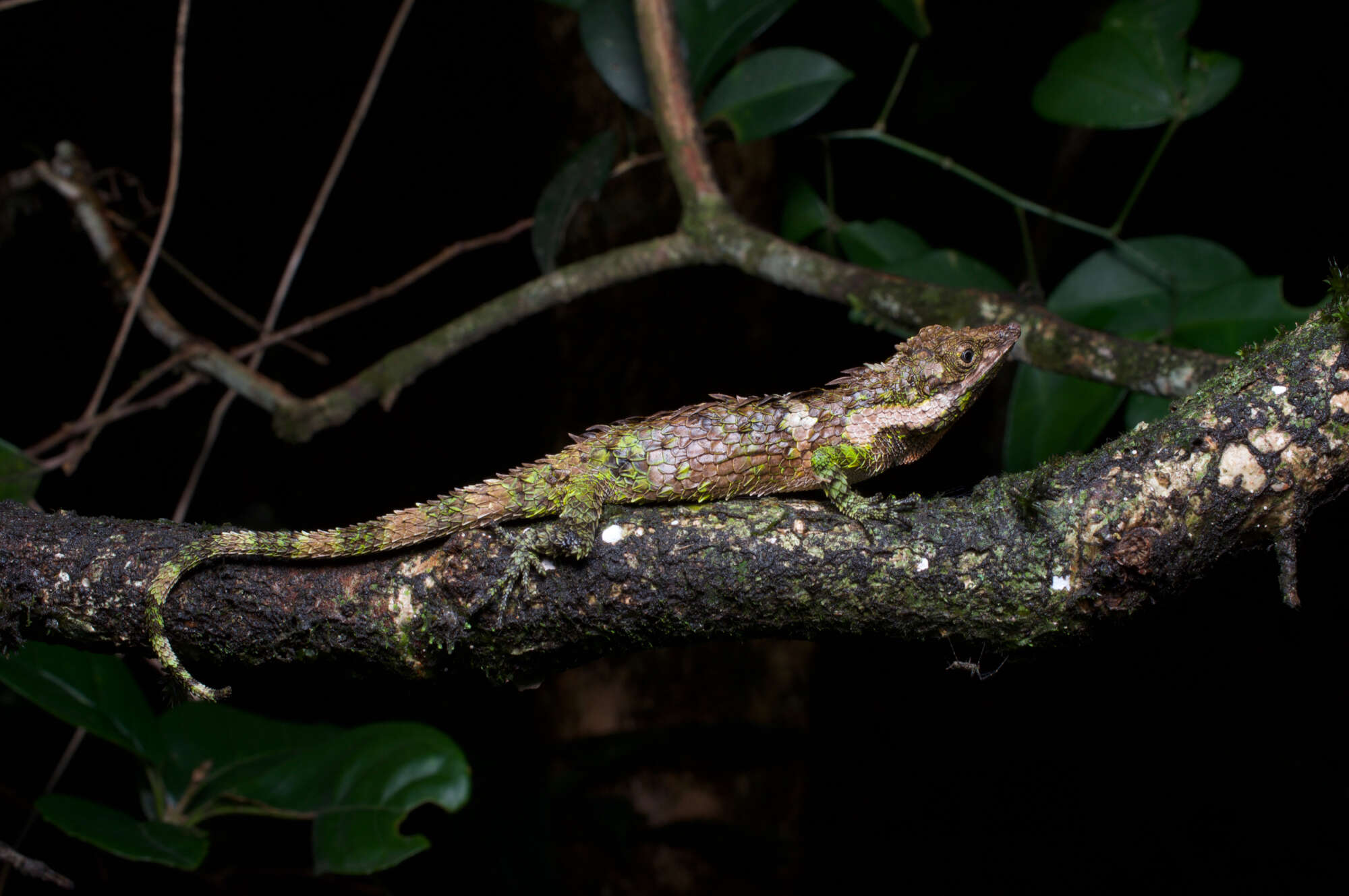 Imagem de Cophotis dumbara Samarawickrama, Ranawana, Rajapaksha, Ananjeva, Orlov, Ranasinghe & Samarawickrama 2006