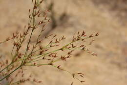 Imagem de Juncus diffusissimus Buckley