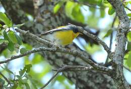 Image of Tropical Parula