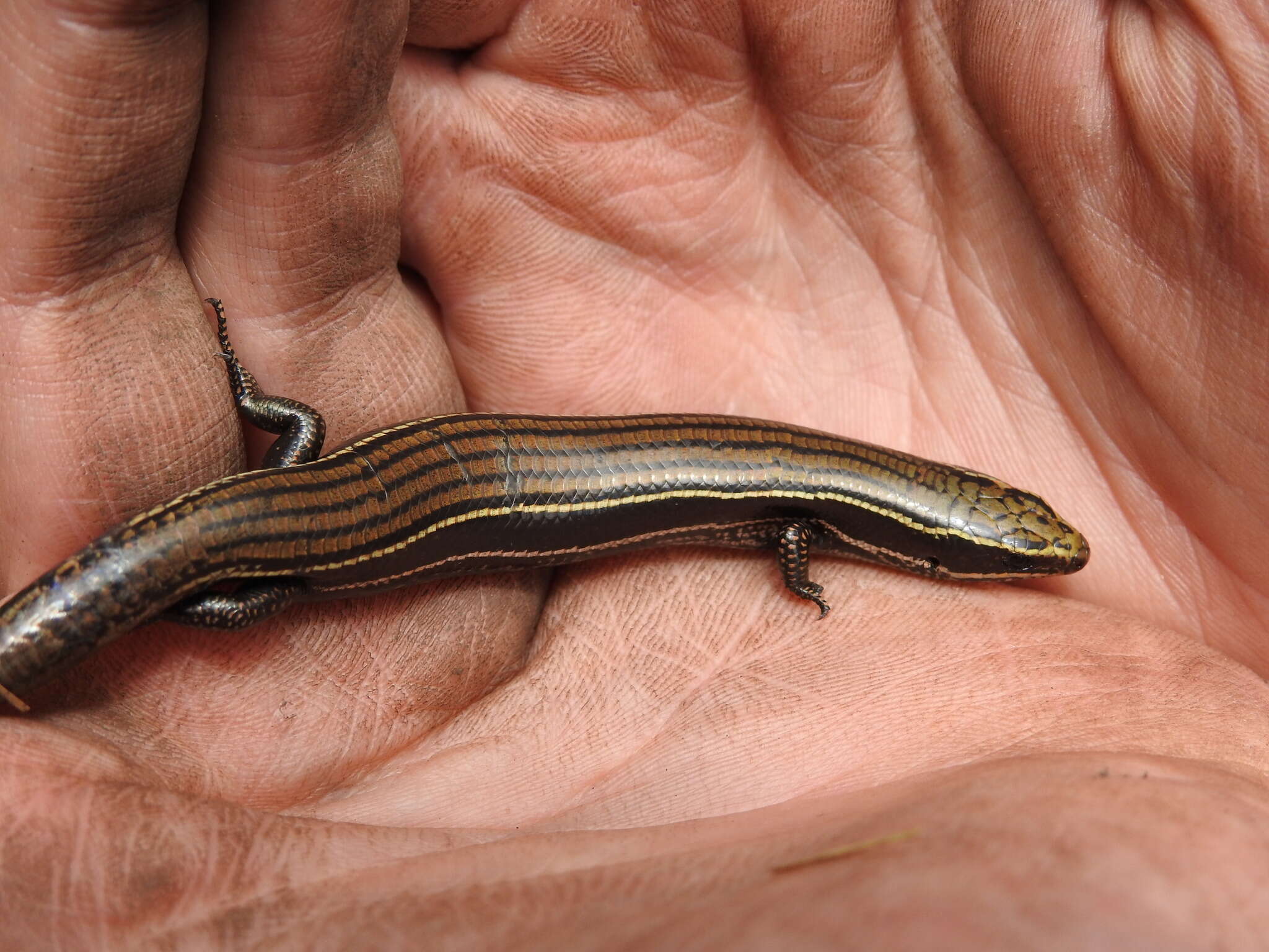 صورة Plestiodon copei (Taylor 1933)