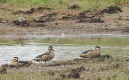 Image of Blue-billed Teal