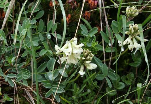 Image of Indian milk-vetch