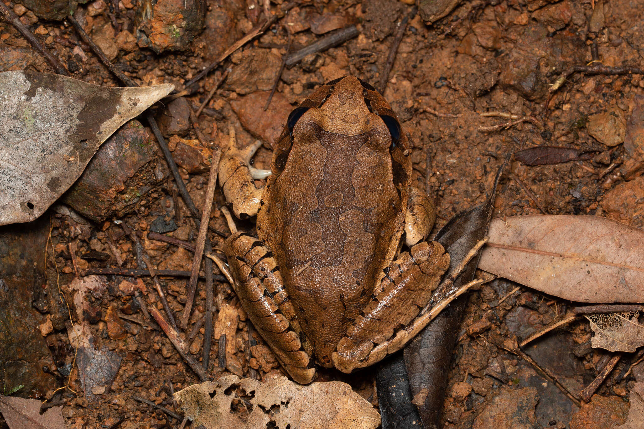 Plancia ëd Mixophyes fasciolatus Günther 1864