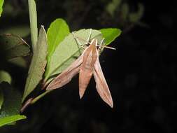 Image of Vine hawk moth