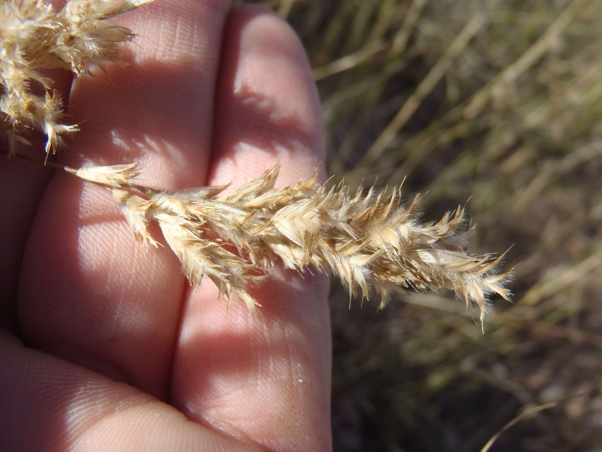 Image of shortleaf woollygrass