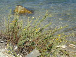 Image of Limbarda crithmoides subsp. longifolia (Arcang.) Greuter