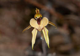 Image of Thick-lipped spider-orchid