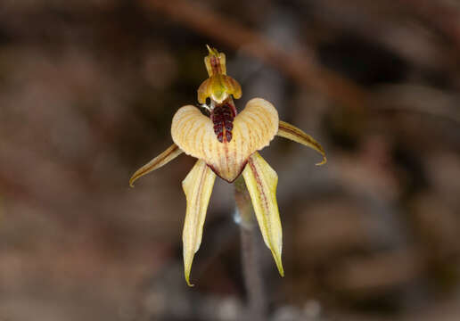 Image of Thick-lipped spider-orchid