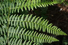 Image of Pteridium aquilinum subsp. aquilinum