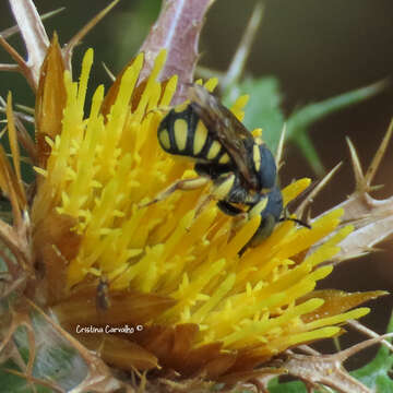 Image of Pseudoanthidium scapulare (Latreille 1809)