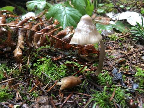 Image of Mycena robusta (A. H. Sm.) Maas Geest. 1988