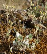 Image de Potentilla chamissonis Hultén