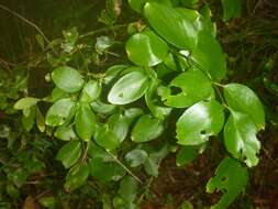 صورة Jasminum simplicifolium subsp. leratii