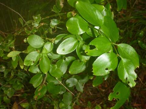 Image of Jasminum simplicifolium subsp. leratii