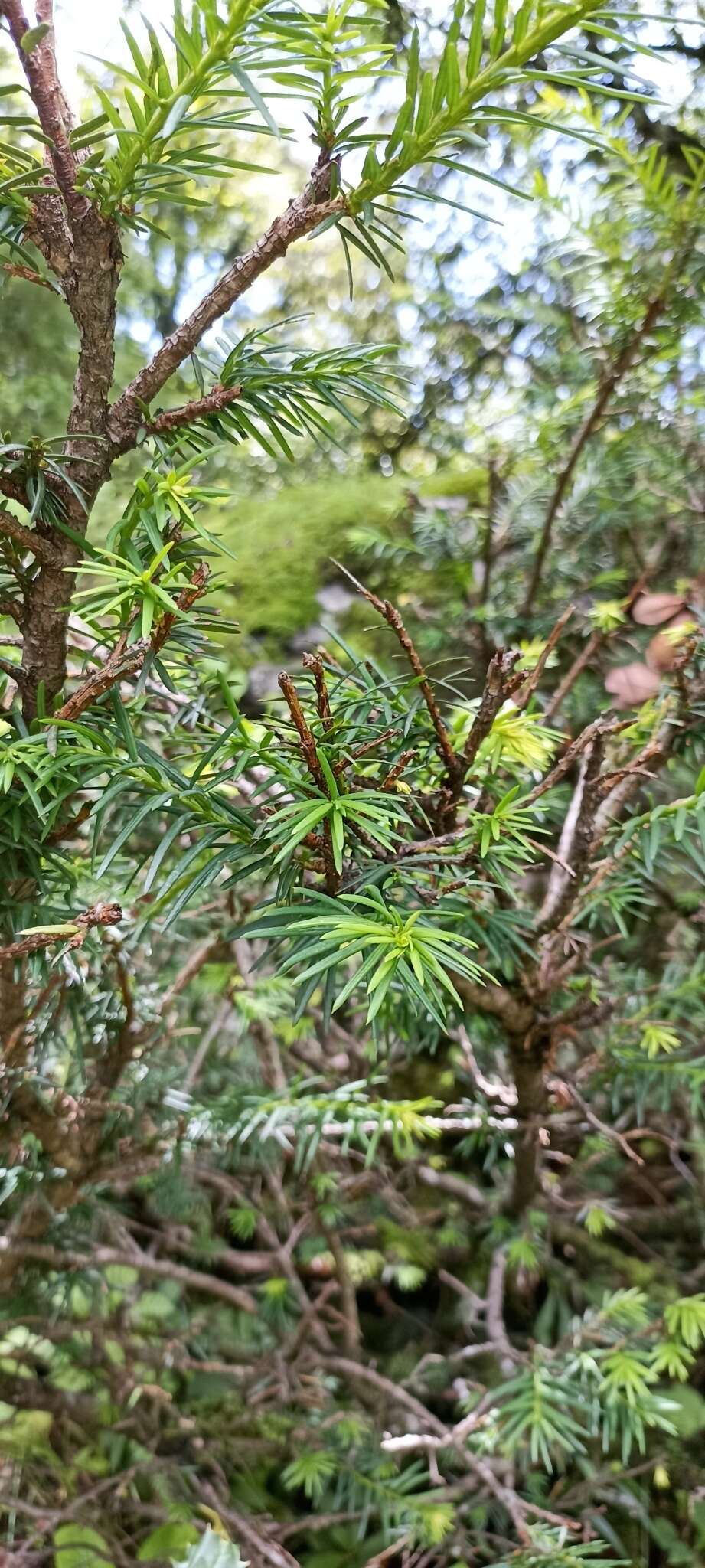 Image of Taxus contorta Griff.