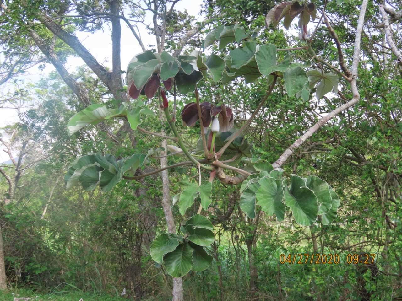 Cecropia insignis Liebm.的圖片