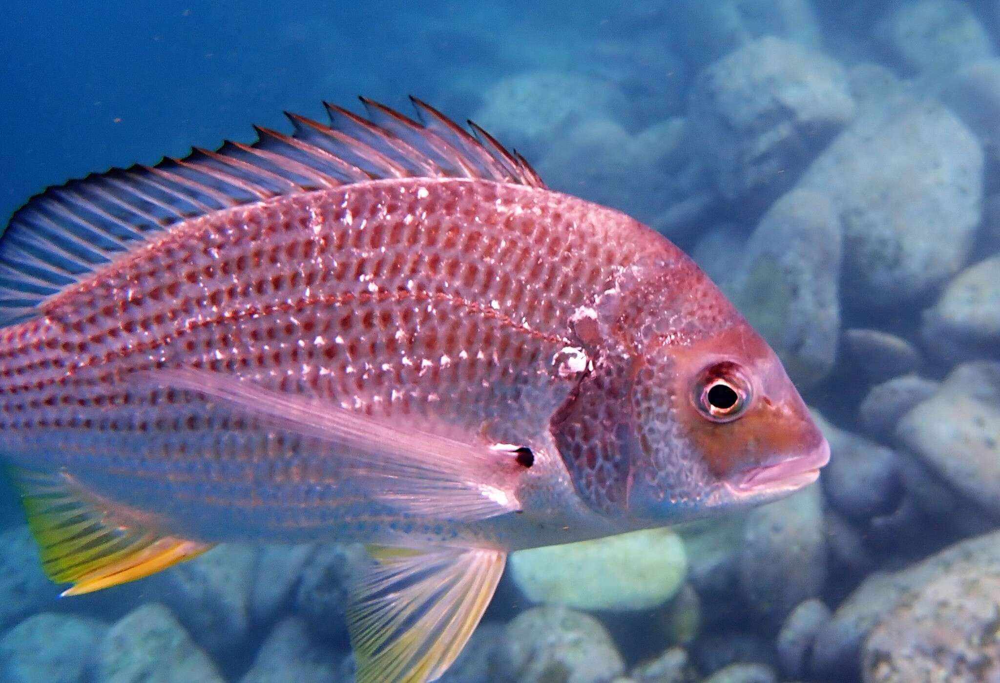 Image of Australian Sea Bream