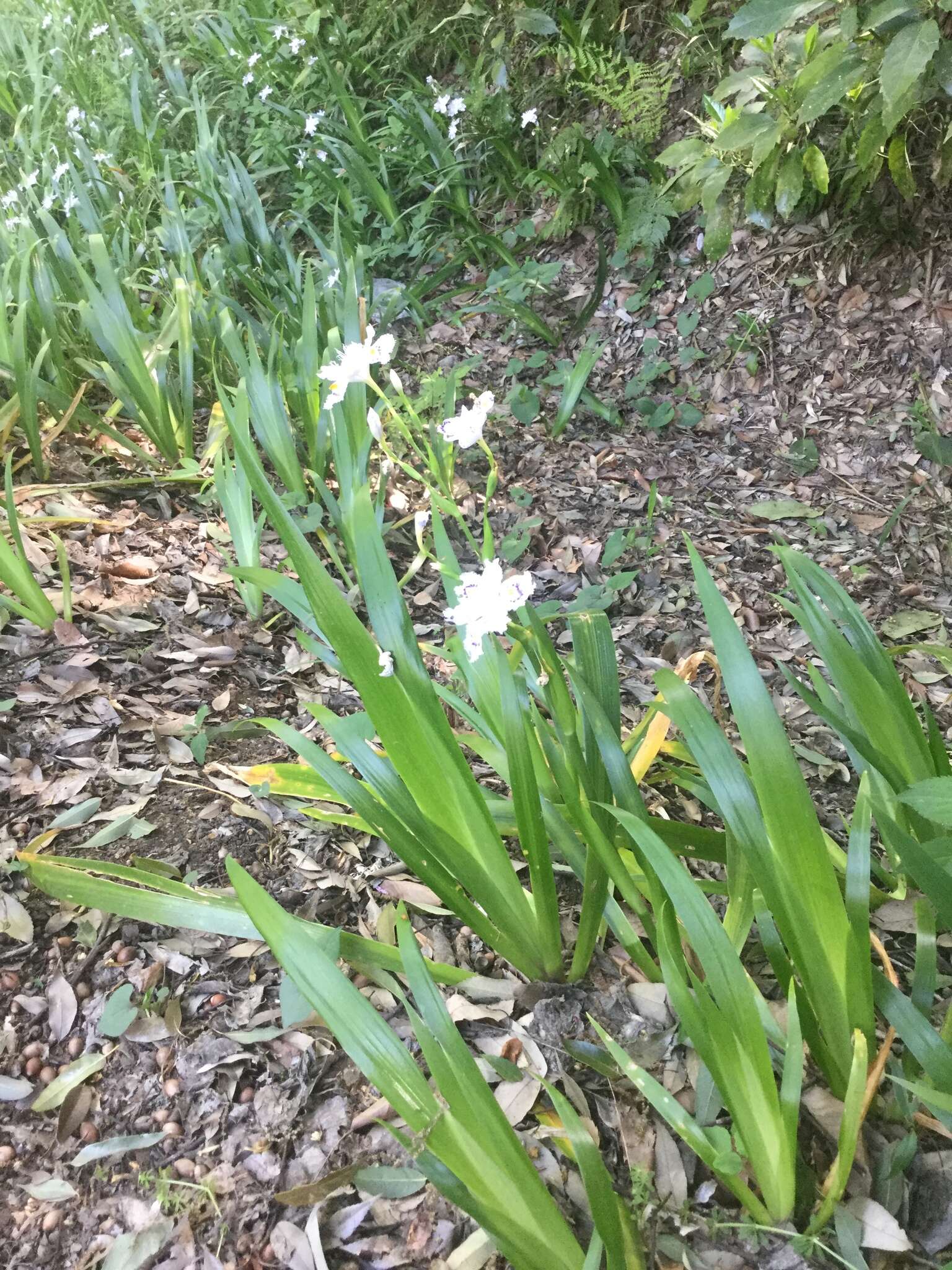 Sivun Iris japonica Thunb. kuva