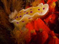 Image of Ceratosoma ingozi Gosliner 1996