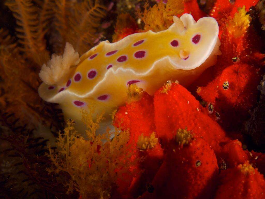 Image of Ceratosoma ingozi Gosliner 1996