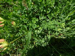 Image of bird's-foot trefoil