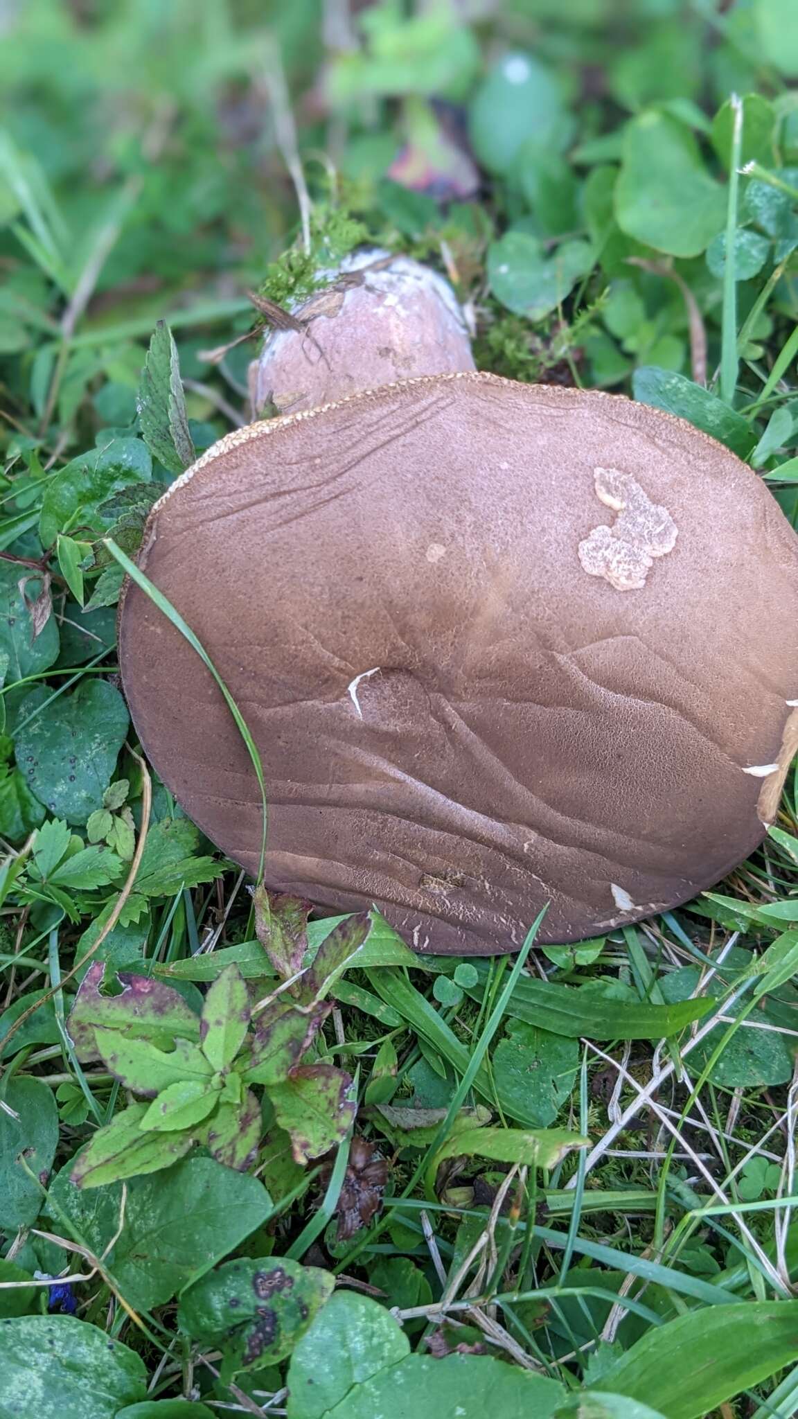 Sivun Tylopilus ferrugineus (Frost) Singer 1947 kuva