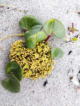 Image of Dioscorea fastigiata Gay