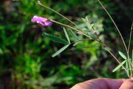 Image of Tephrosia longipes Meissner