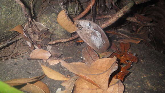 Image of Mantella ebenaui (Boettger 1880)