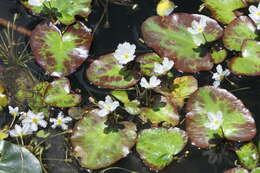 Image of Nymphoides hydrophylla (Loureiro) Kuntze