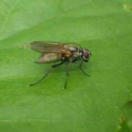 Image of Root-maggot fly