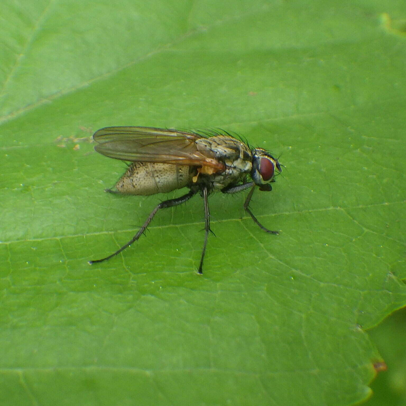 Image of Root-maggot fly