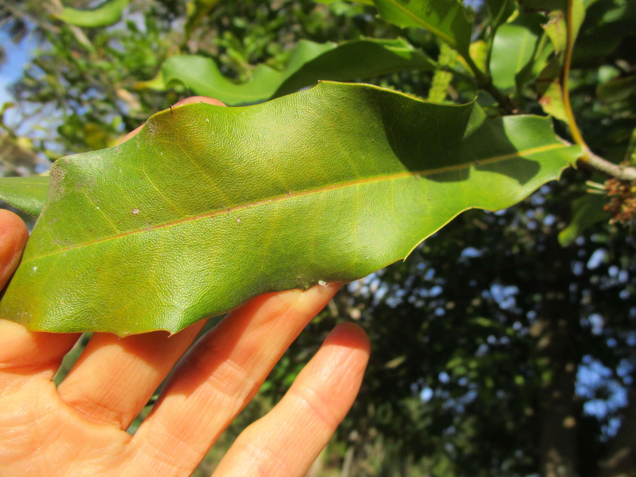 Image of Macadamia ternifolia F. Müll.