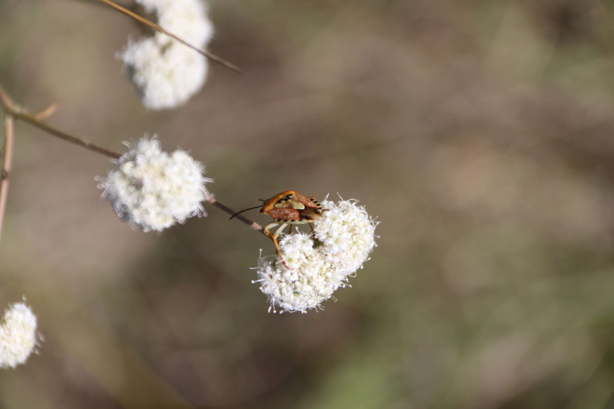 Слика од Gypsophila glomerata Pall. ex Bieb.