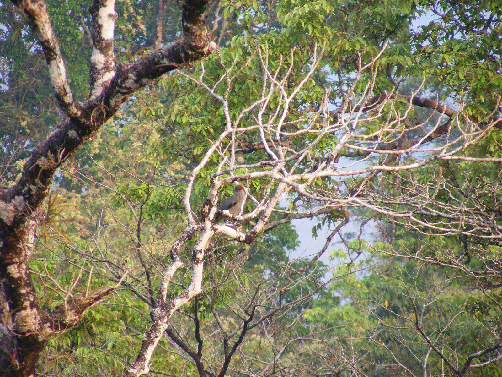 Image of Malabar Grey Hornbill