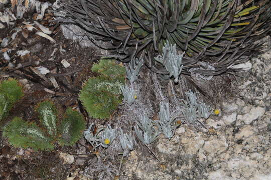 Image of Tridax candidissima A. Gray