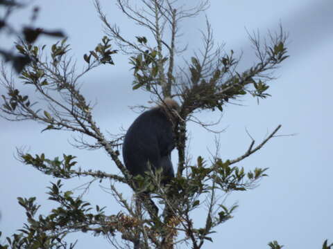 Image of Black Leaf Monkey