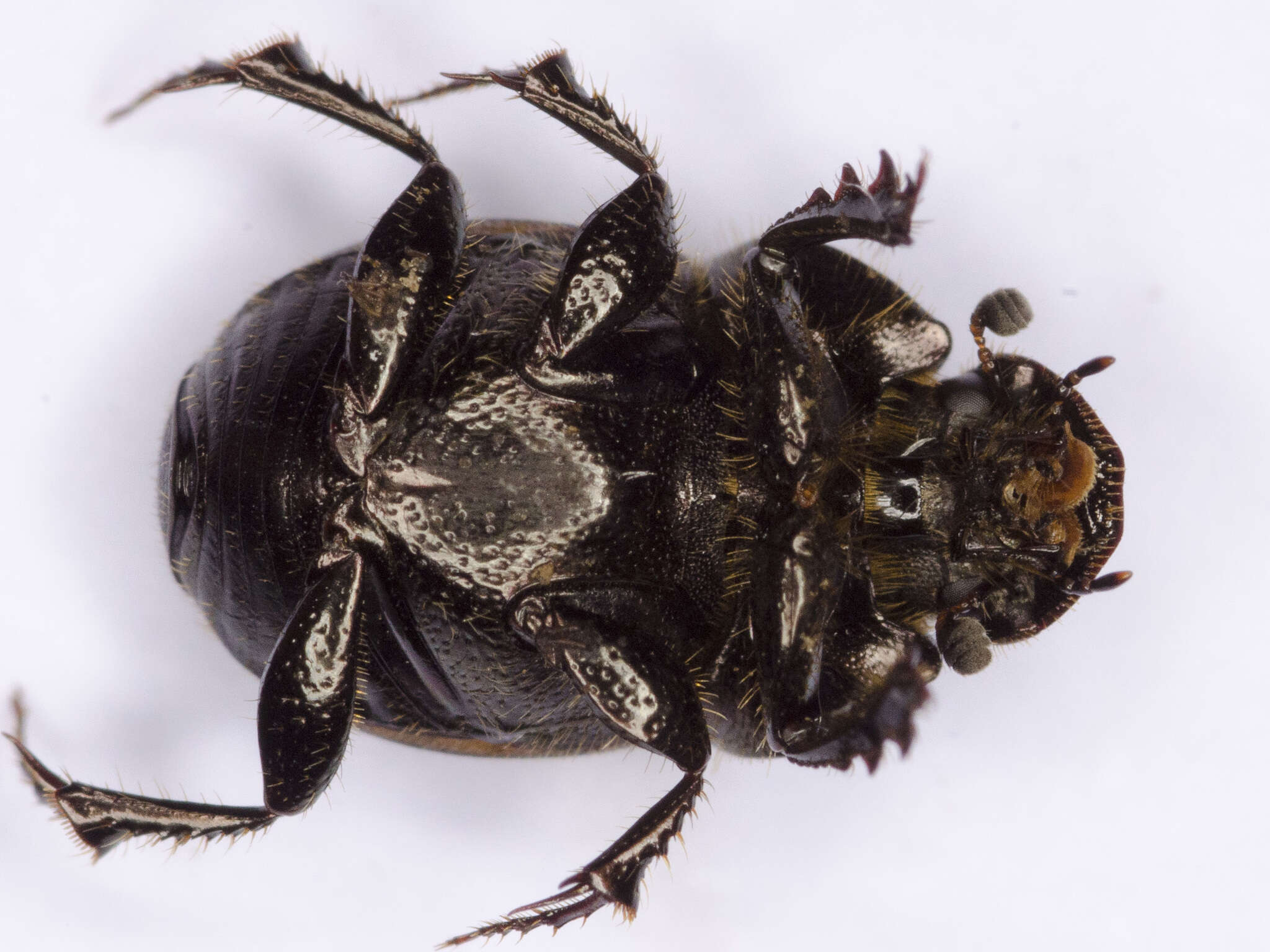 Image of Onthophagus (Palaeonthophagus) similis (Scriba 1790)